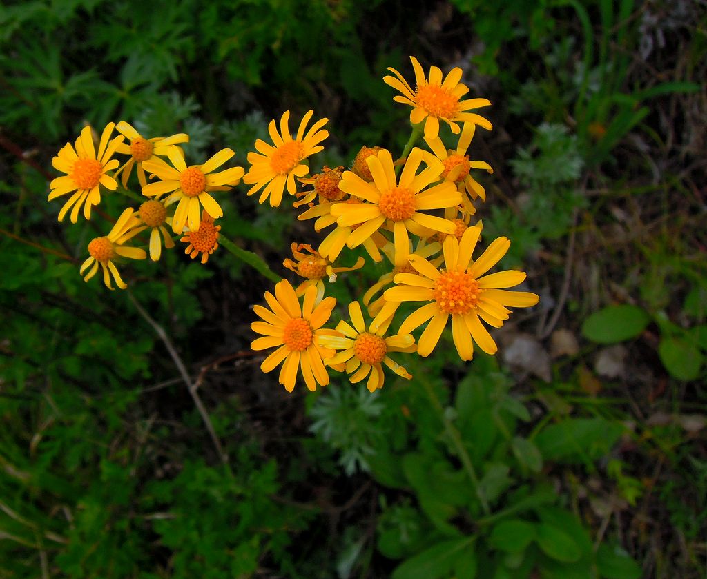 Изображение особи Tephroseris porphyrantha.