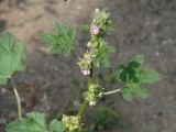 Malva verticillata variety neuroloma. Верхушка цветущего растения. Иркутская обл., окр. Иркутска. 16.08.2013.