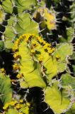Euphorbia grandicornis. Верхушка цветущего побега. США, Калифорния, Санта-Барбара, возле Старой Миссии. 18.02.2014.