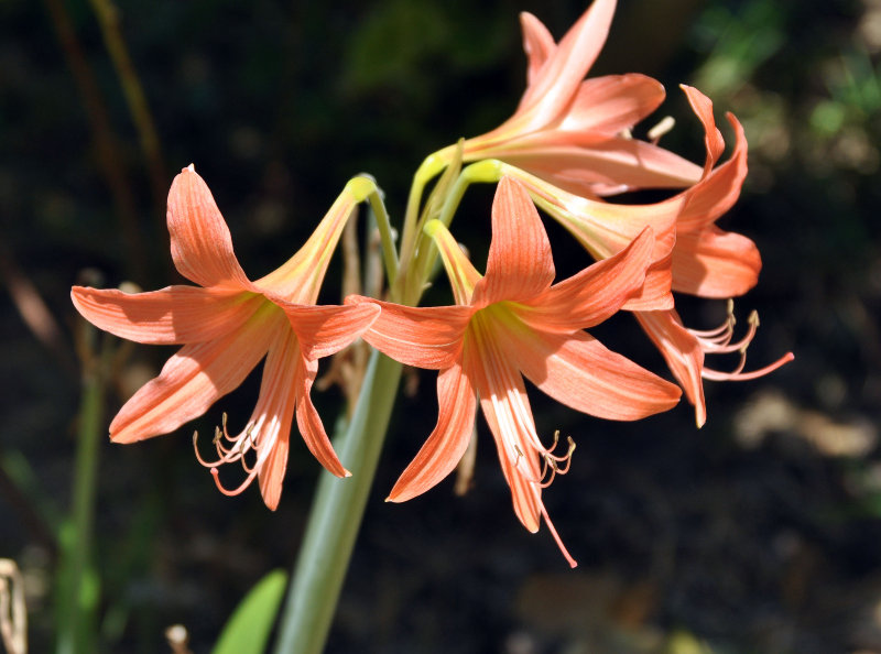 Изображение особи род Hippeastrum.