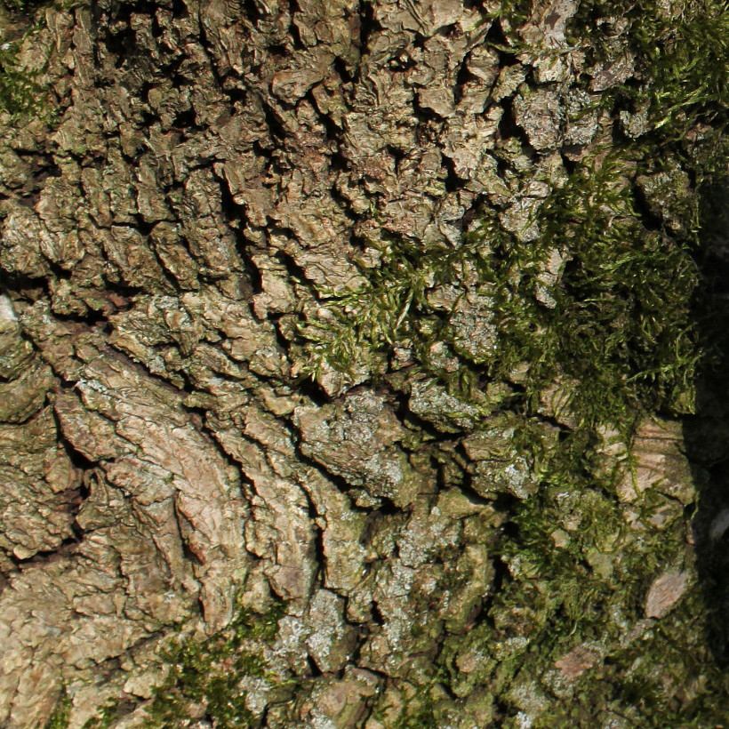 Image of Juglans microcarpa specimen.