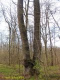 Quercus robur. Нижняя часть дерева, имеющего два ствола. Украина, Киев, заказник \"Лесники\". 6 апреля 2014 г.