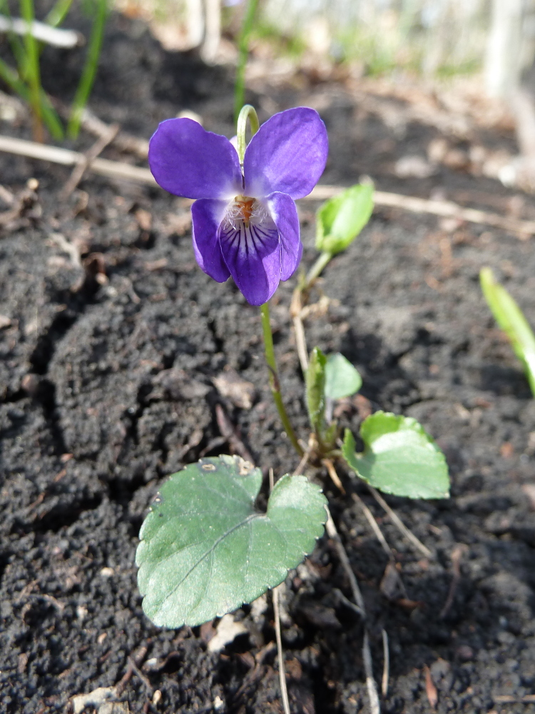 Изображение особи Viola dehnhardtii.