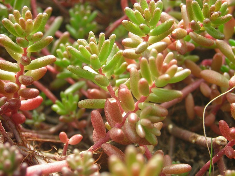 Image of Sedum album specimen.