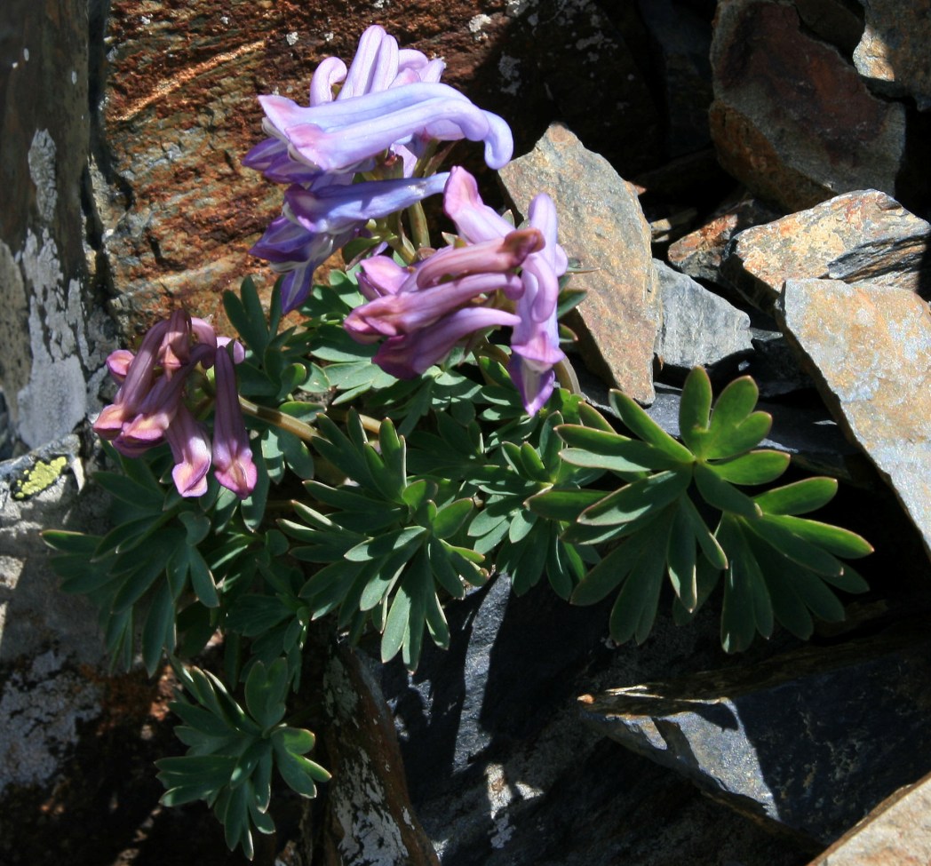 Image of genus Corydalis specimen.