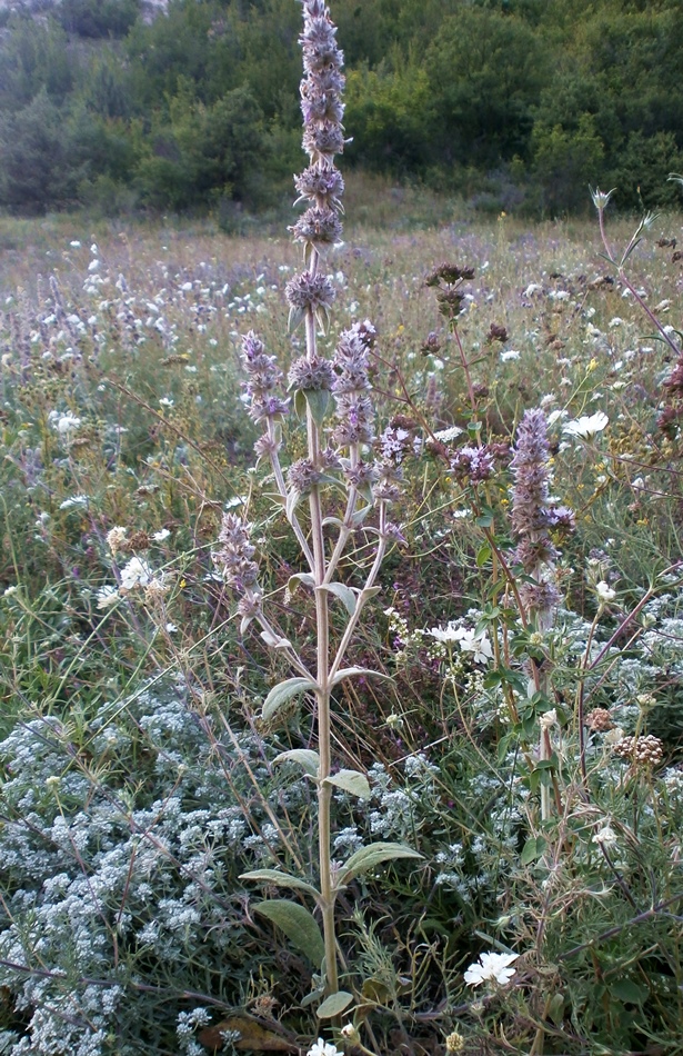 Изображение особи Stachys velata.