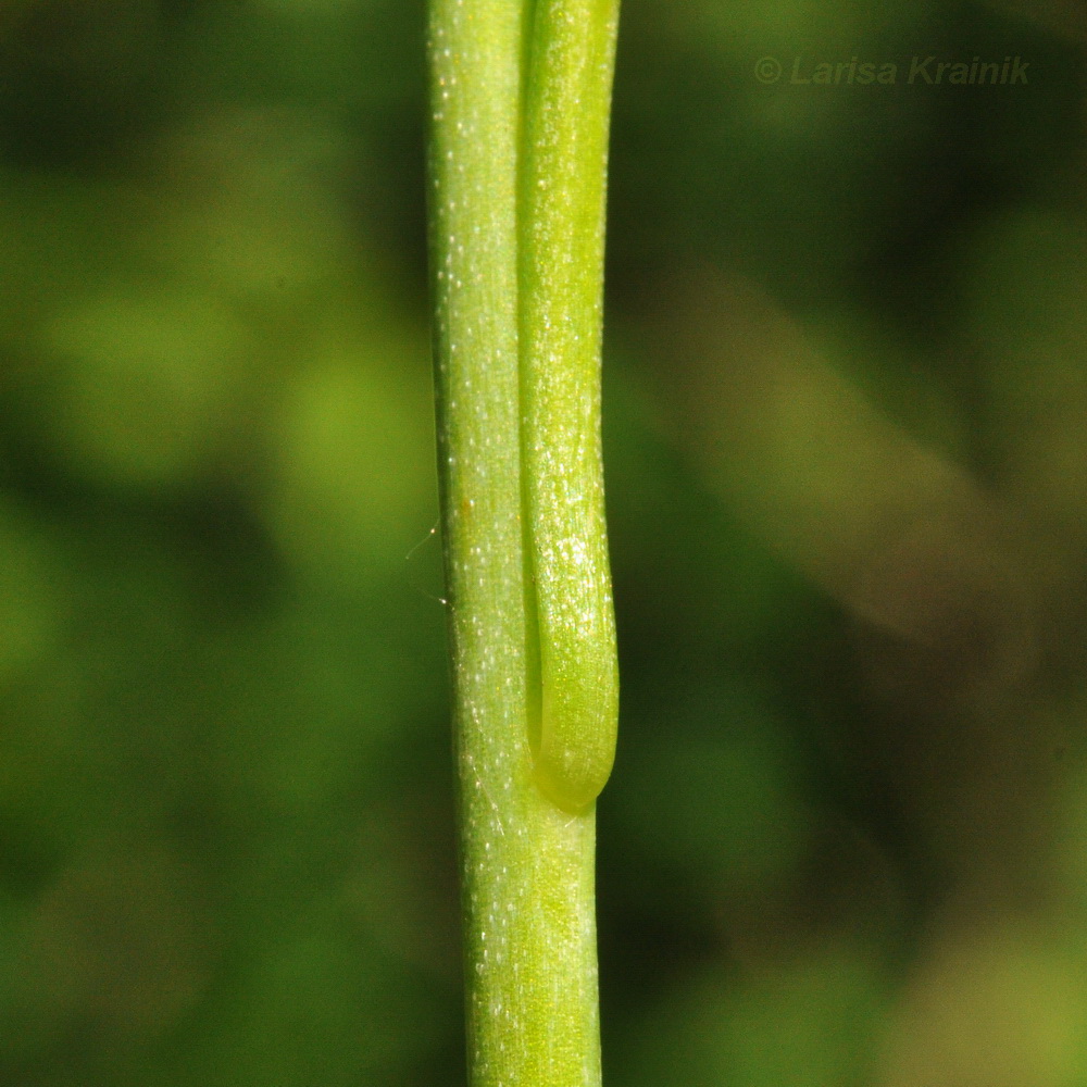 Image of Lilium cernuum specimen.