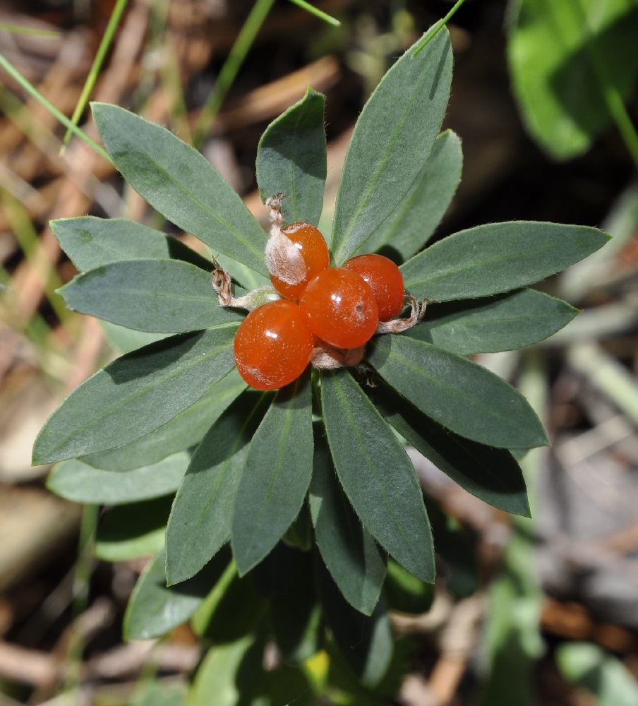 Image of Daphne oleoides specimen.