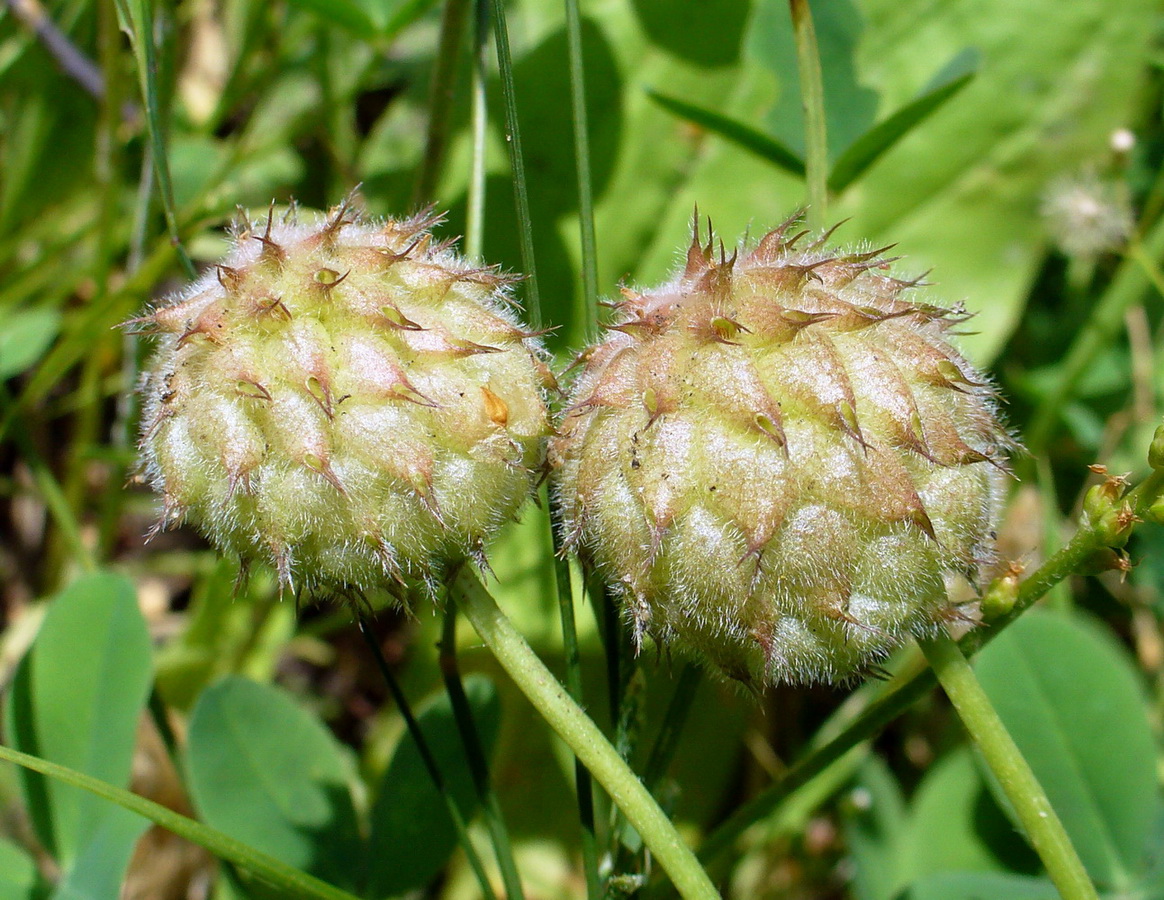 Image of Trifolium fragiferum specimen.