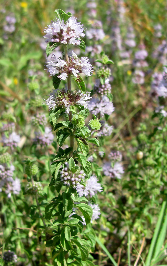 Изображение особи Mentha pulegium.