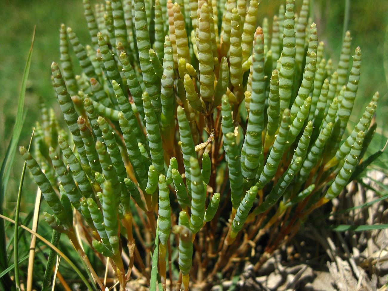 Изображение особи Microcnemum coralloides ssp. anatolicum.