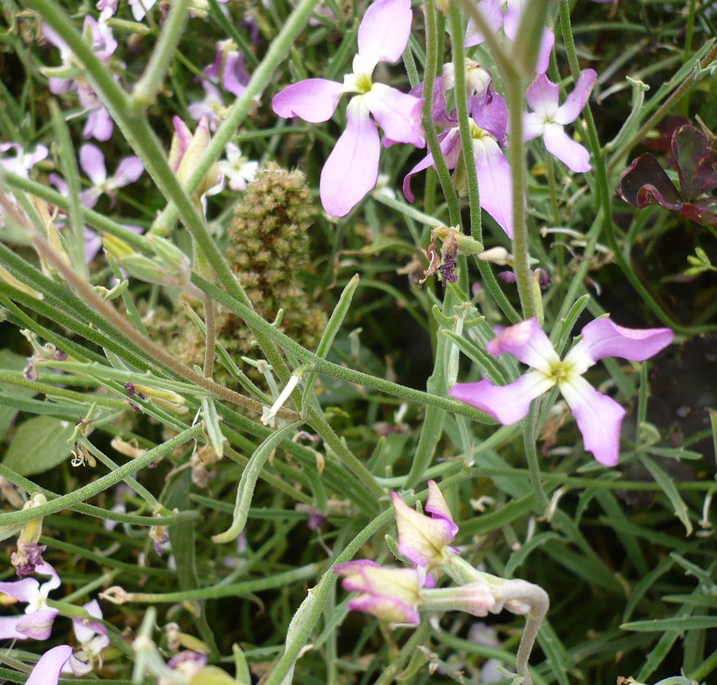 Image of Matthiola bicornis specimen.