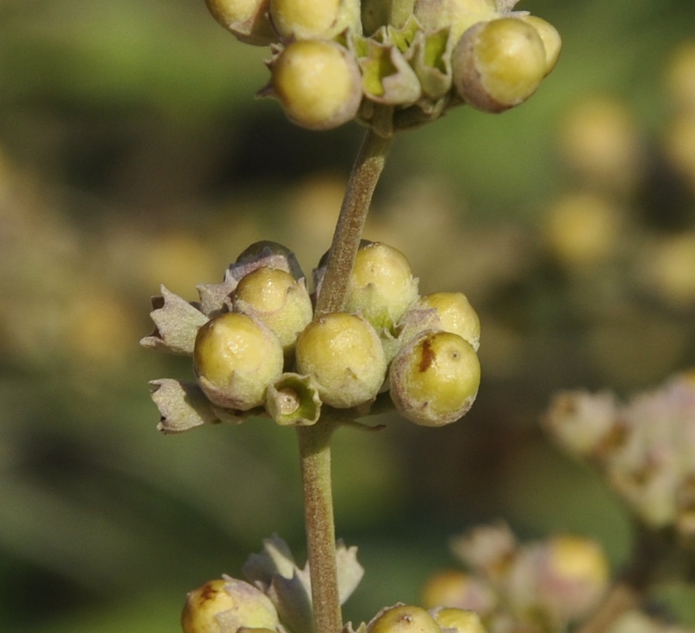 Image of Vitex agnus-castus specimen.