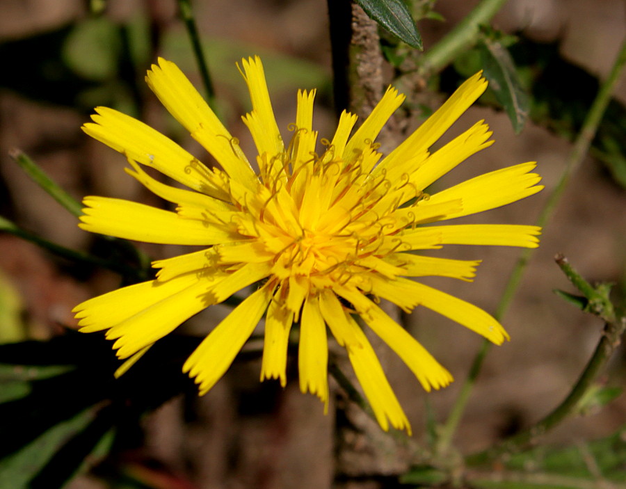 Изображение особи род Hieracium.