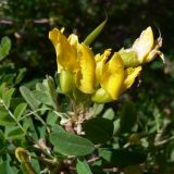 Caragana arborescens. Верхушка ветви с цветками и плодами. Свердловская обл., окр. г. Североуральск, обочина дороги в районе скал Грюнвальдта. 20.06.2014.