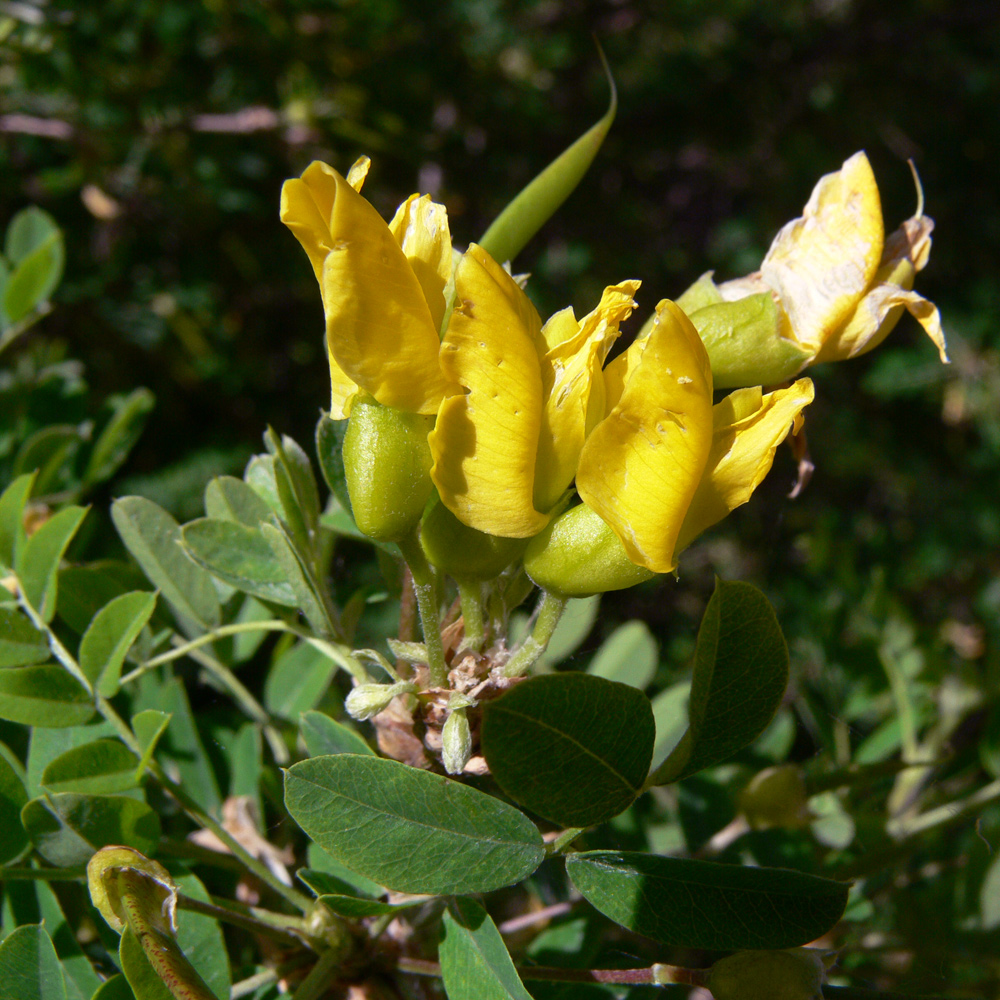 Image of Caragana arborescens specimen.