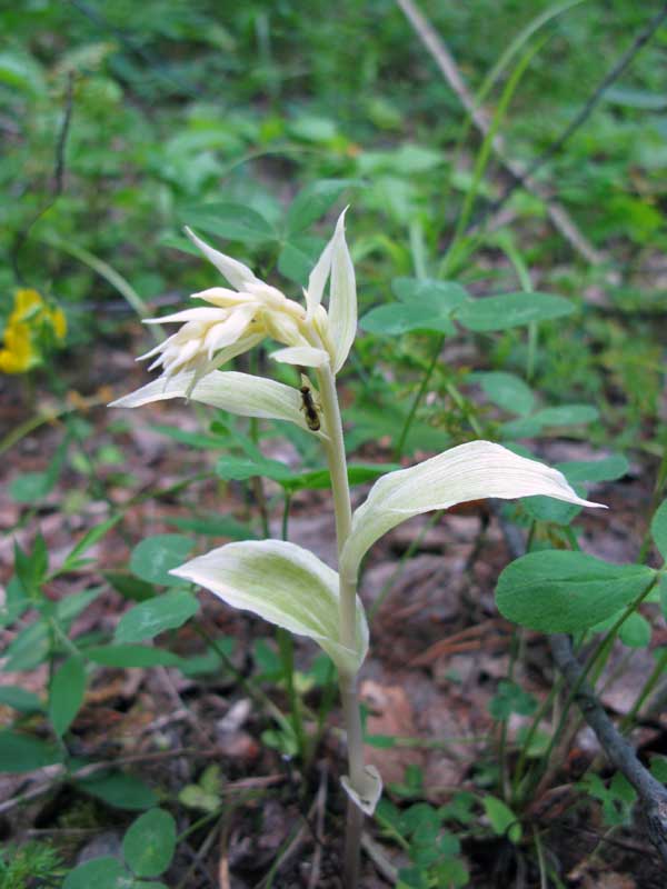 Image of Epipactis helleborine specimen.