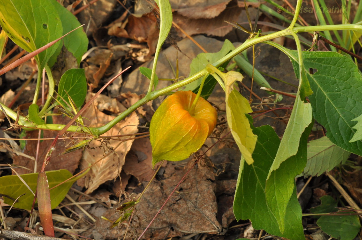 Image of Alkekengi officinarum var. franchetii specimen.