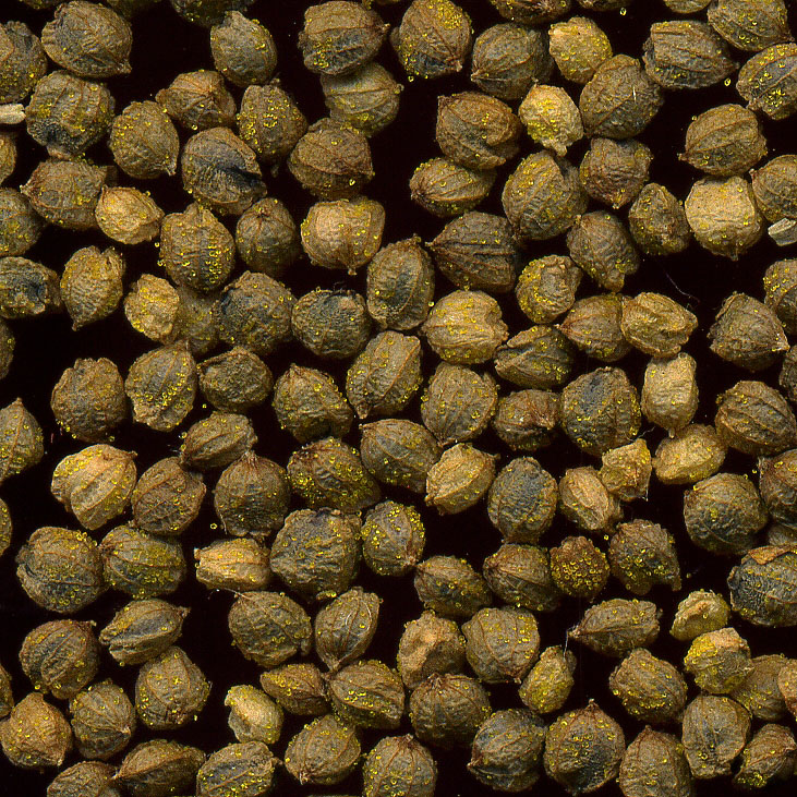 Image of Humulus lupulus specimen.