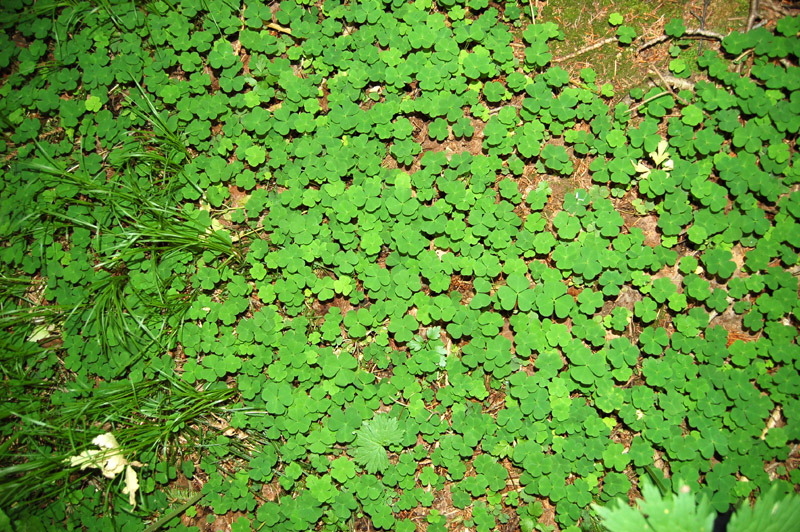 Изображение особи Oxalis acetosella.