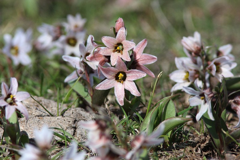 Изображение особи Rhinopetalum stenantherum.