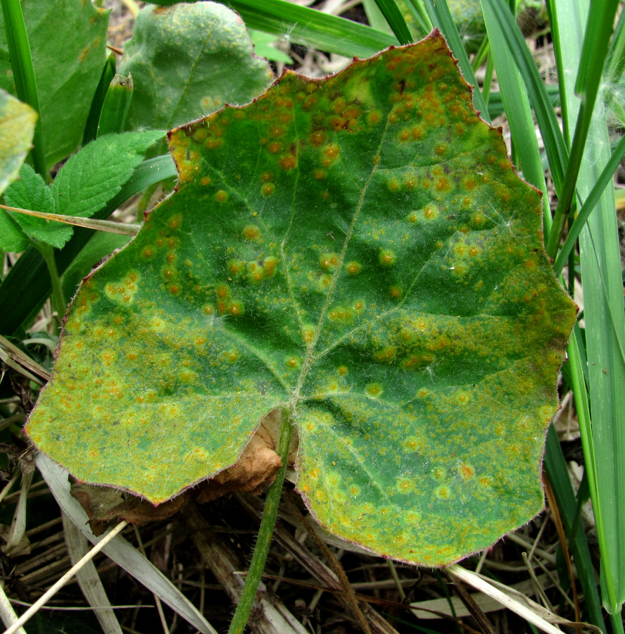 Image of Tussilago farfara specimen.