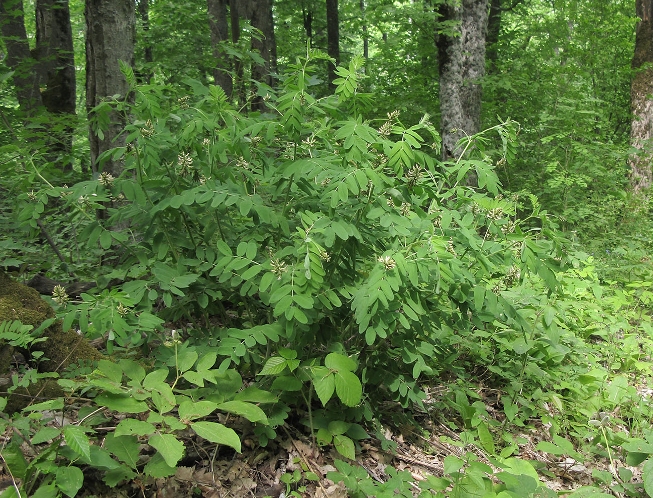 Image of Astragalus glycyphylloides specimen.