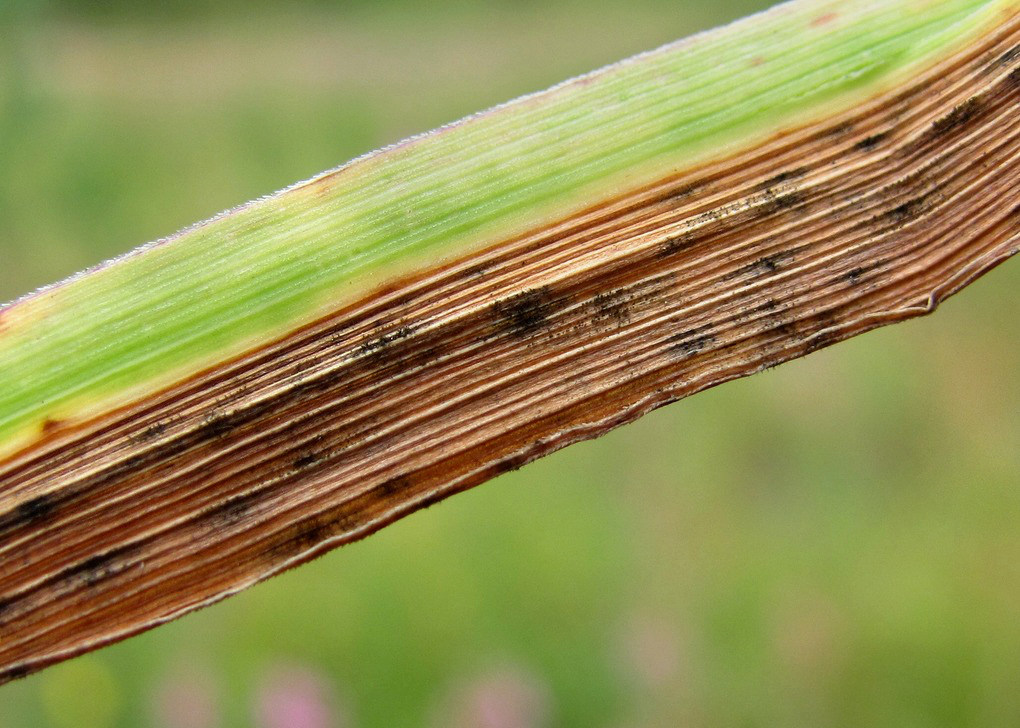 Image of Phleum pratense specimen.