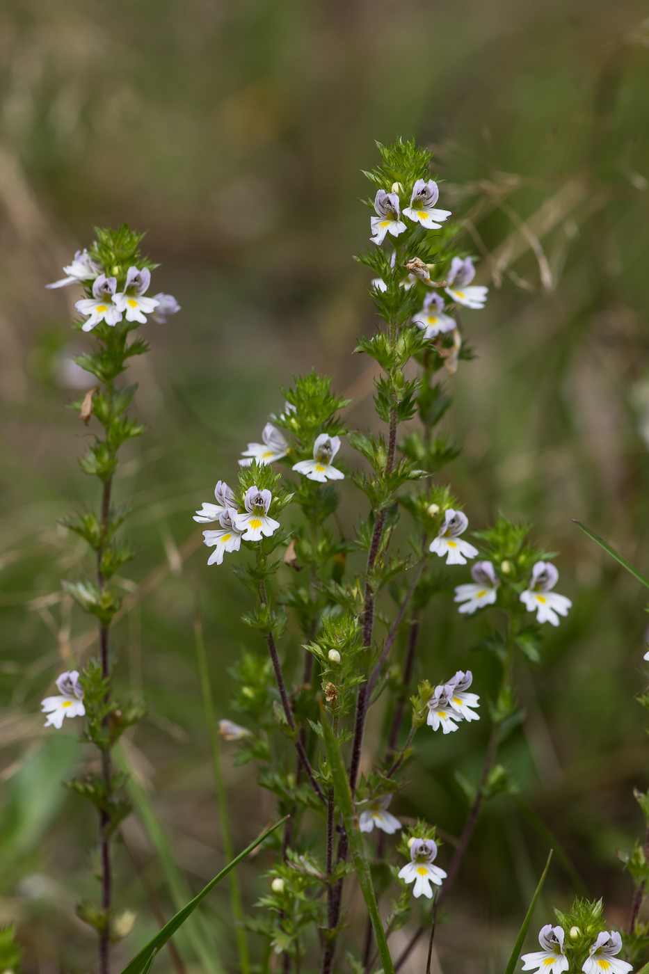 Image of Euphrasia brevipila specimen.