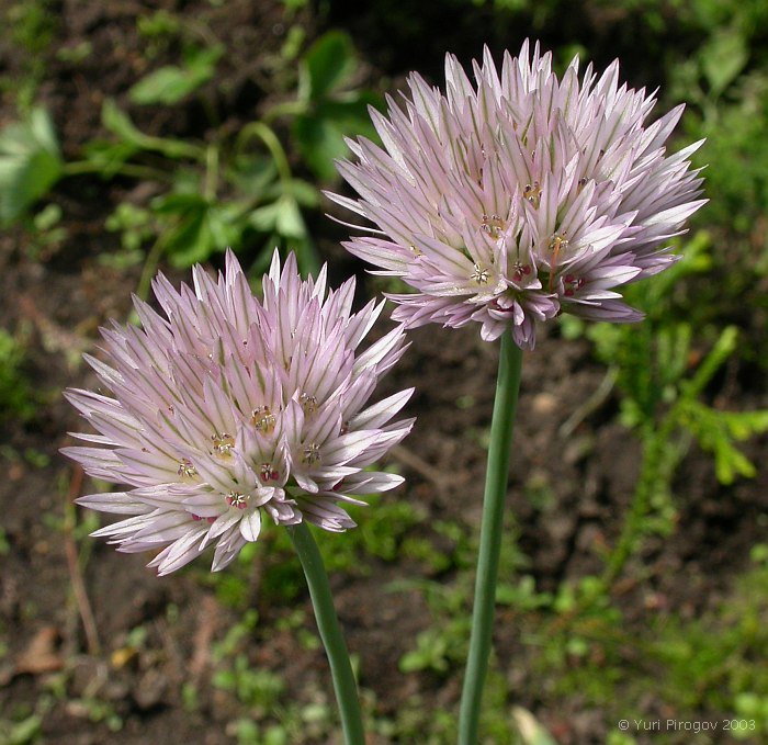 Image of Allium winklerianum specimen.