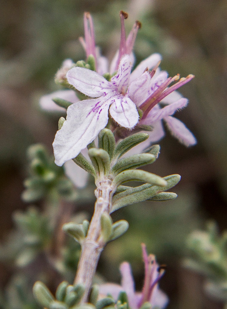Изображение особи Teucrium brevifolium.