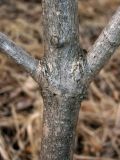 Viburnum opulus