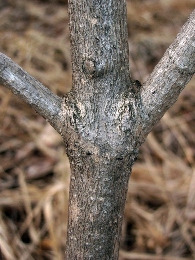 Image of Viburnum opulus specimen.