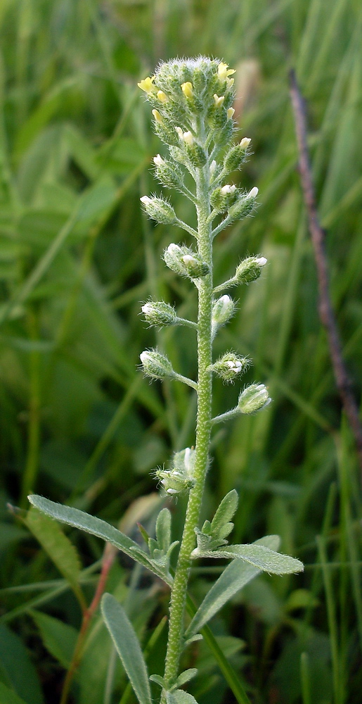 Image of Alyssum alyssoides specimen.