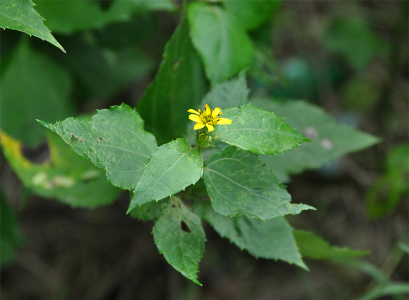 Image of Melanthera biflora specimen.