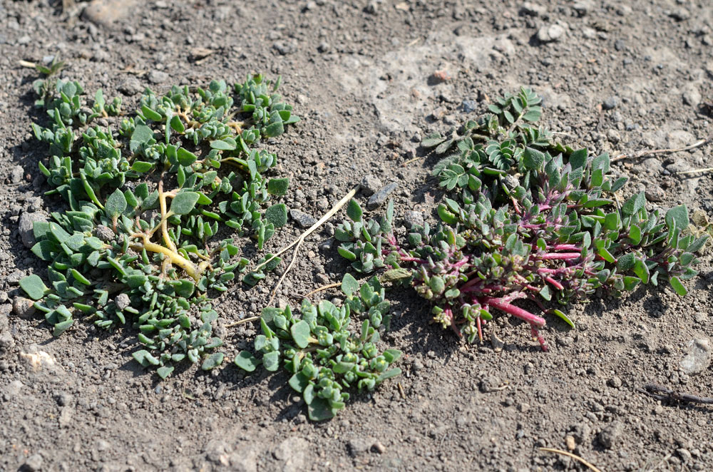 Image of Microgynoecium tibeticum specimen.