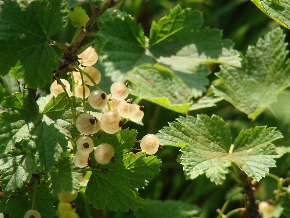 Image of Ribes rubrum specimen.