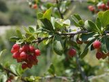 Berberis sphaerocarpa