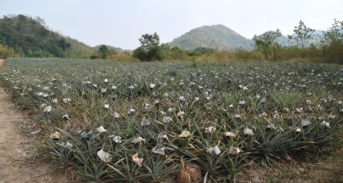 Изображение особи Ananas comosus.