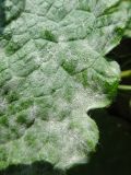 Phlomoides tuberosa