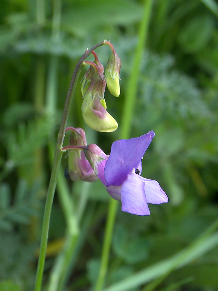 Image of Lathyrus cyaneus specimen.