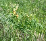 Lathyrus gmelinii