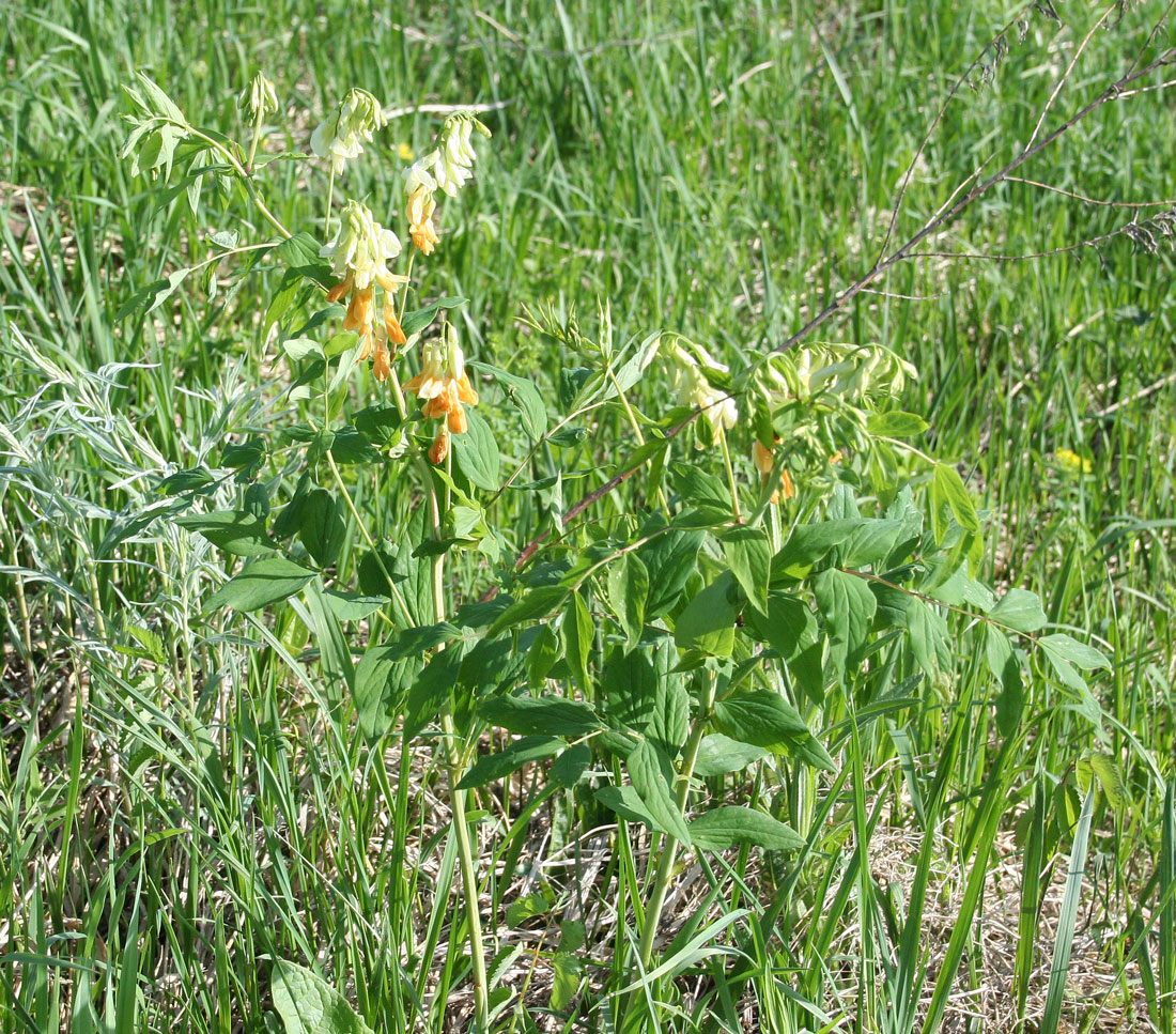 Image of Lathyrus gmelinii specimen.