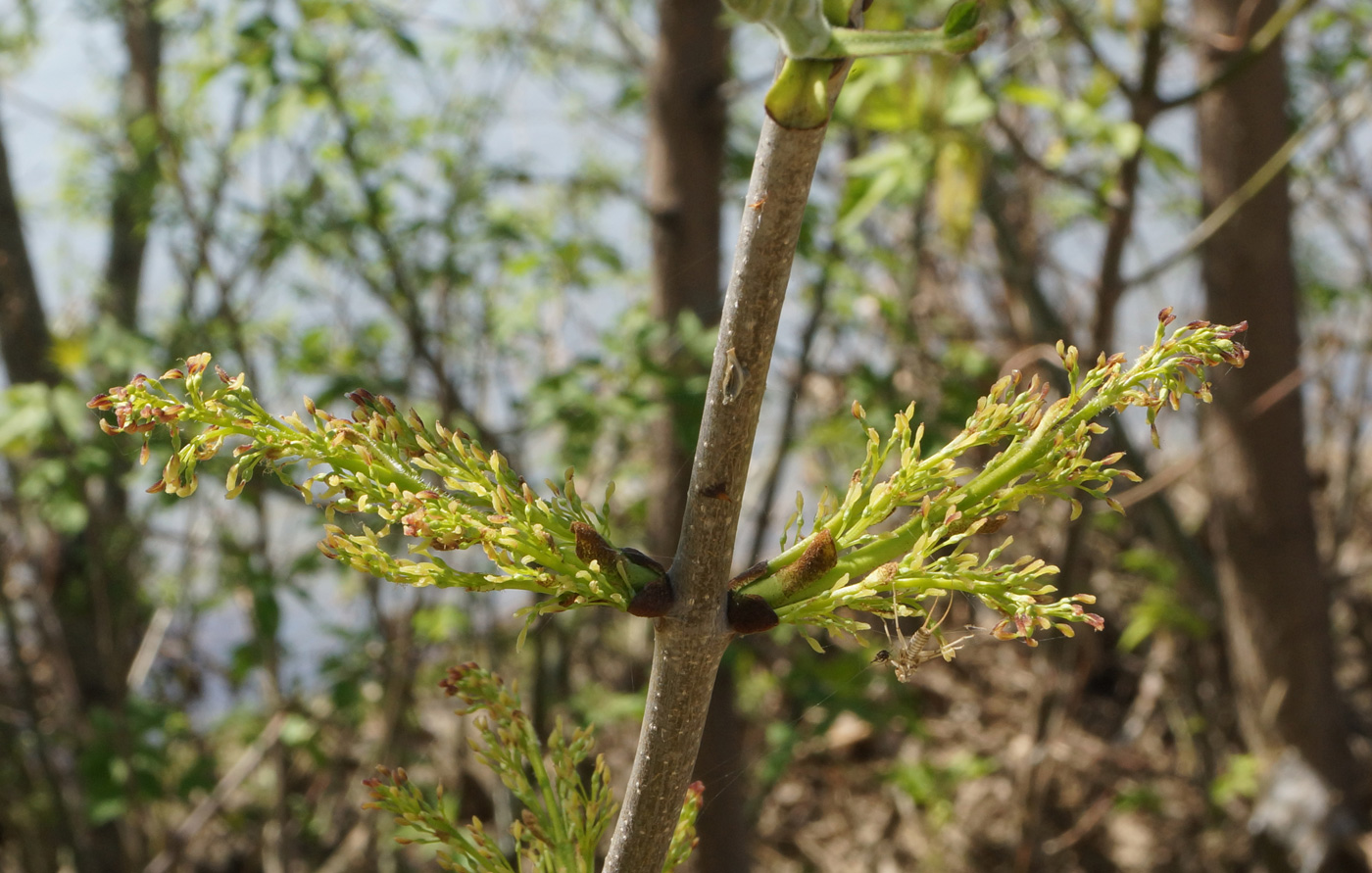 Image of Fraxinus pennsylvanica specimen.