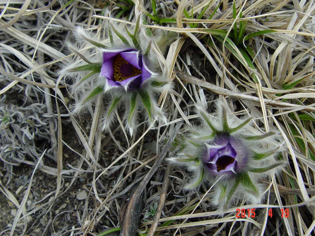 Изображение особи Pulsatilla turczaninovii.