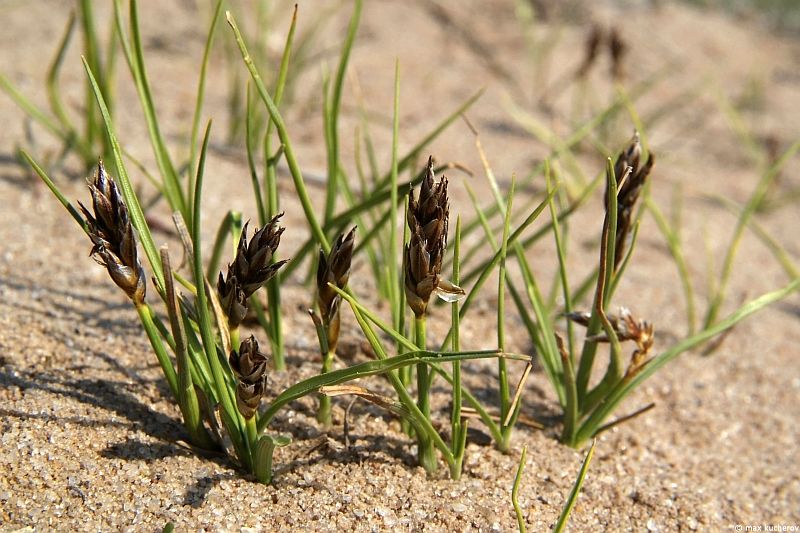 Image of Carex stenophylla specimen.