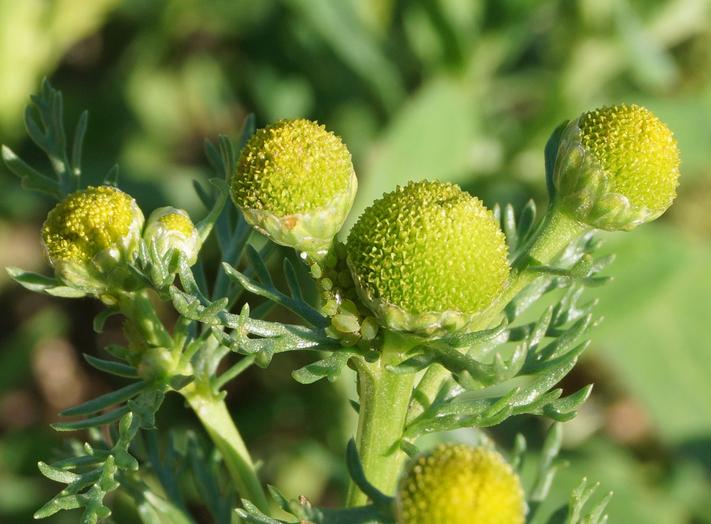 Изображение особи Matricaria discoidea.