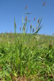 Phleum alpinum