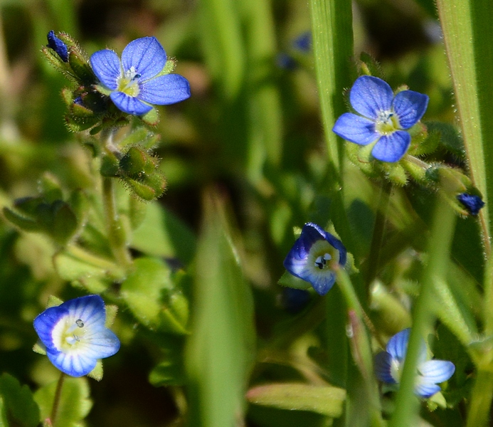 Image of Veronica triphyllos specimen.