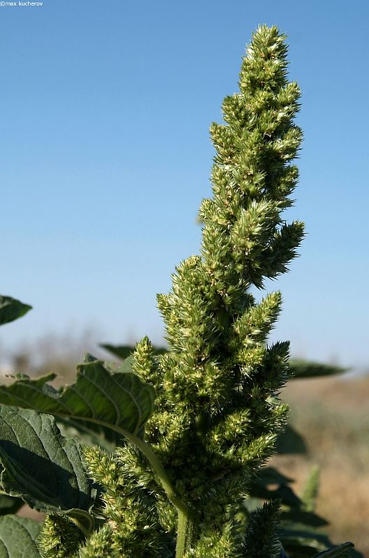 Image of Amaranthus retroflexus specimen.